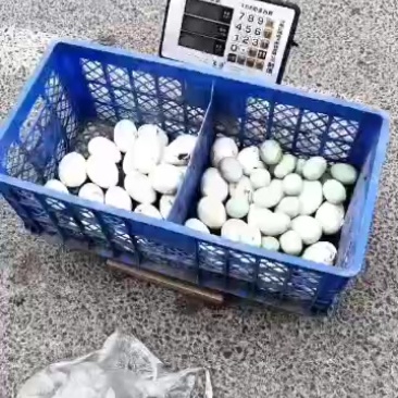 纯散养大鹅蛋