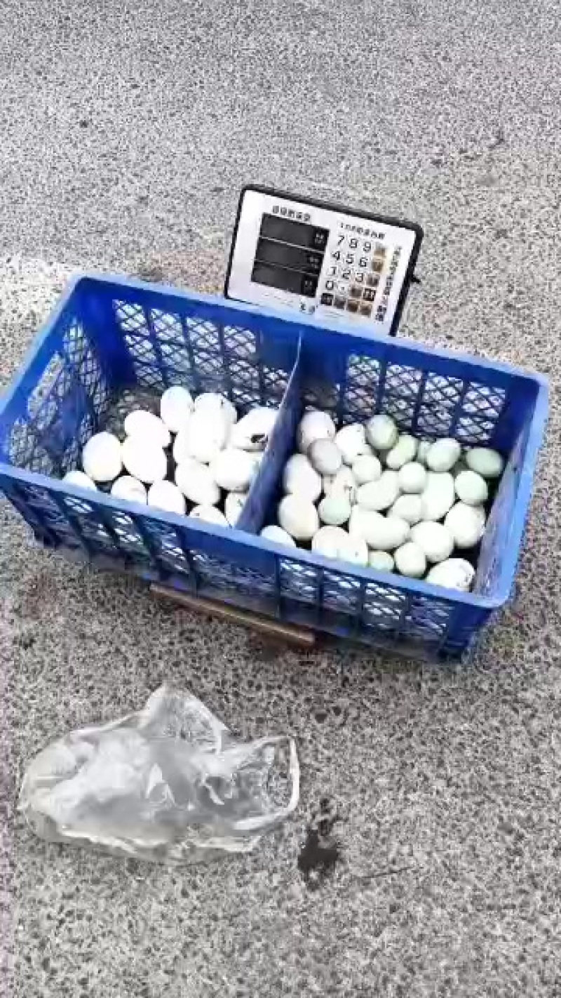 纯散养大鹅蛋