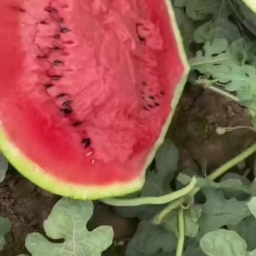 有子甜王