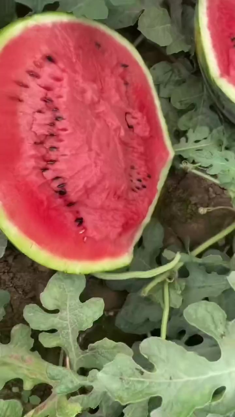 有子甜王