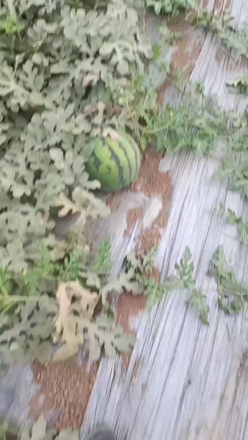 有子甜王