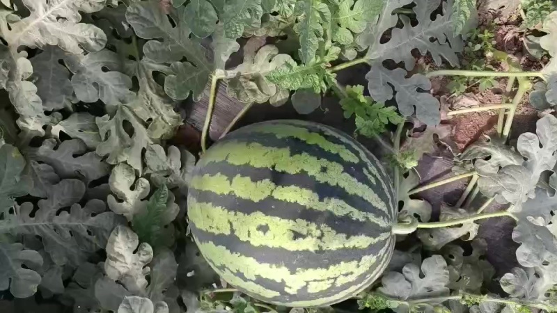 有子甜王