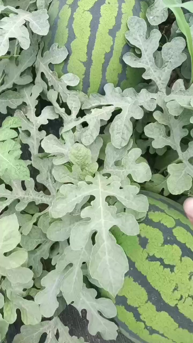 有子甜王
