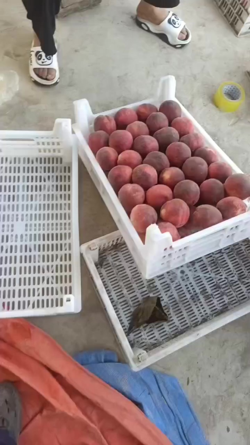 本地毛桃，脆甜