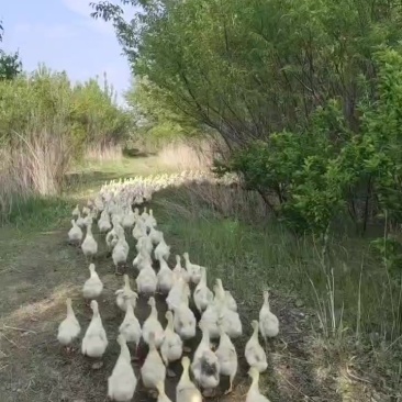 大鹅