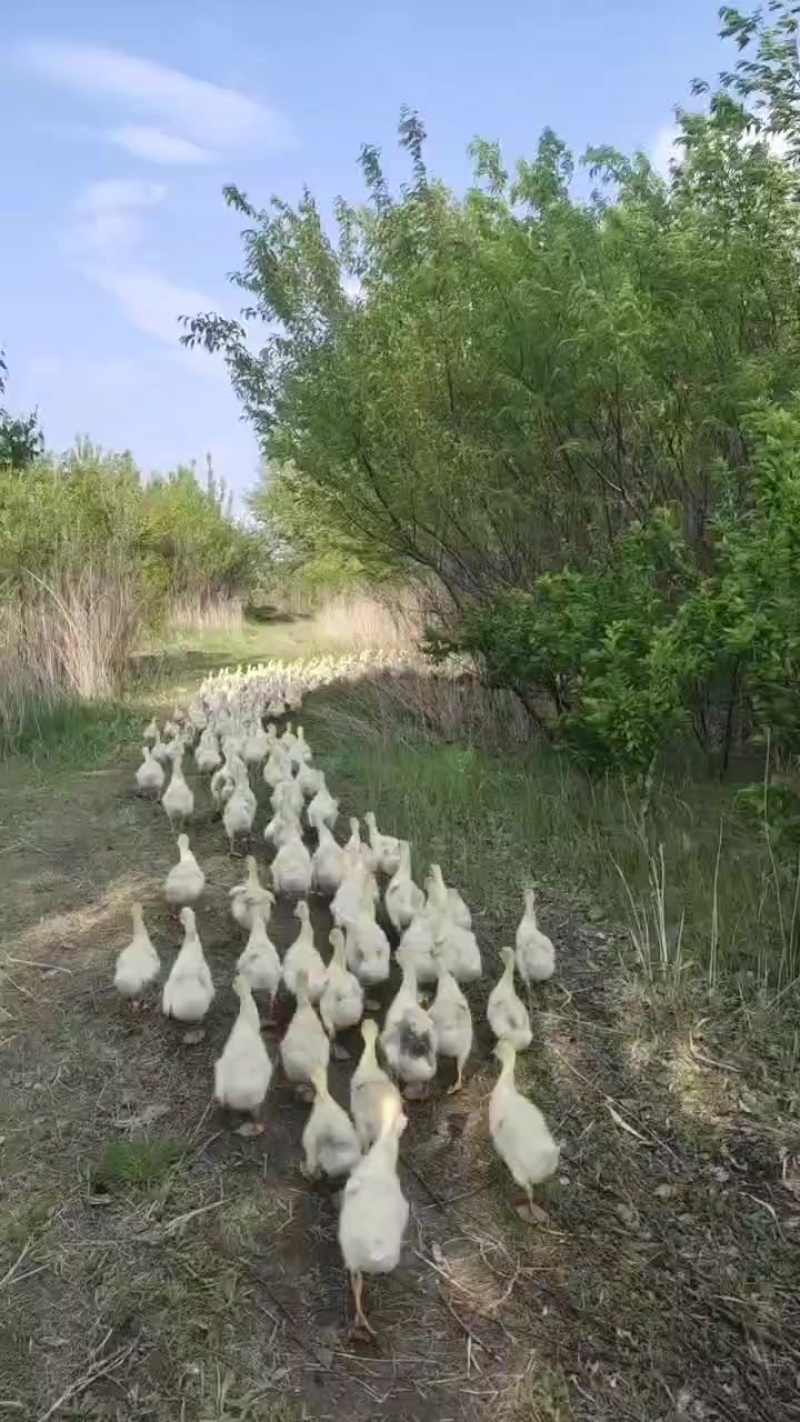 大鹅