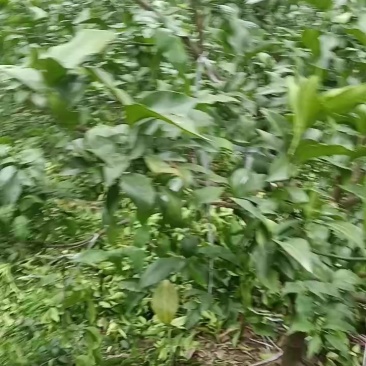 5000颗无核沃柑耙耙柑园转让