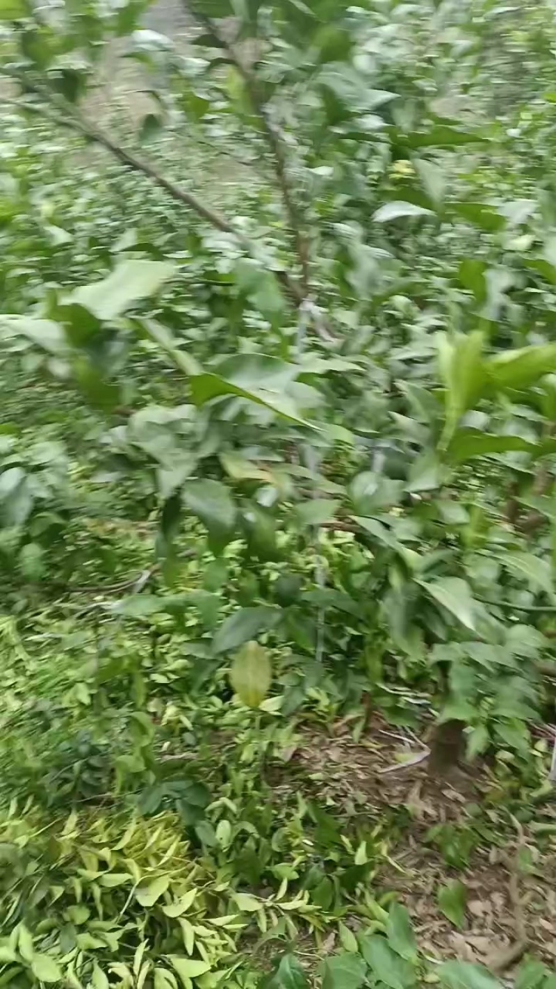 5000颗无核沃柑耙耙柑园转让