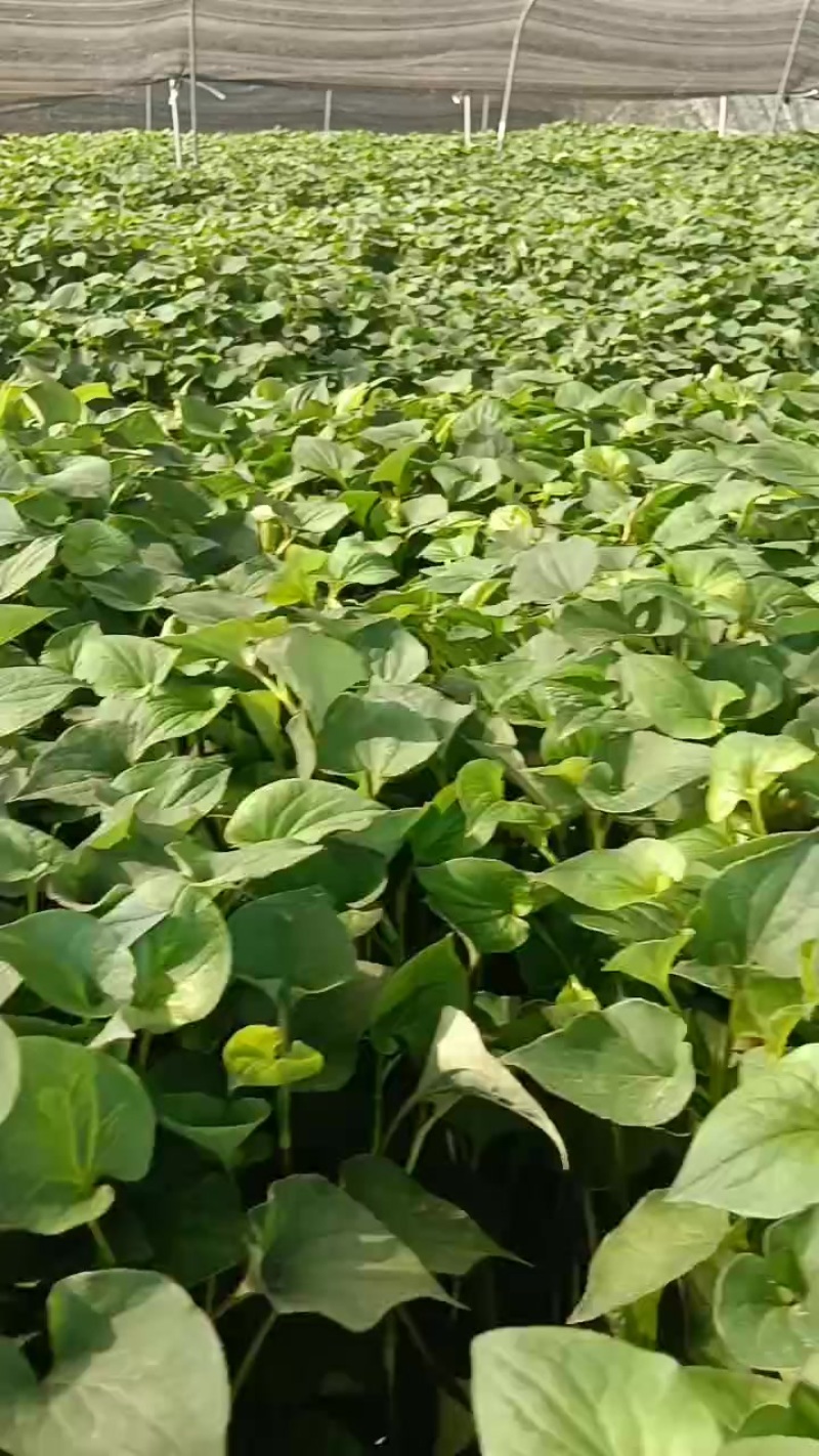 折耳尖