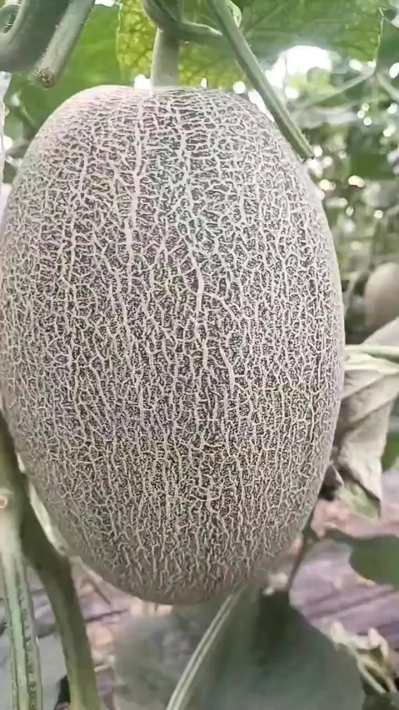 小蜜25哈密瓜