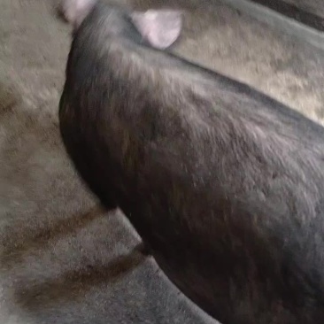 纯粮食喂养黑猪