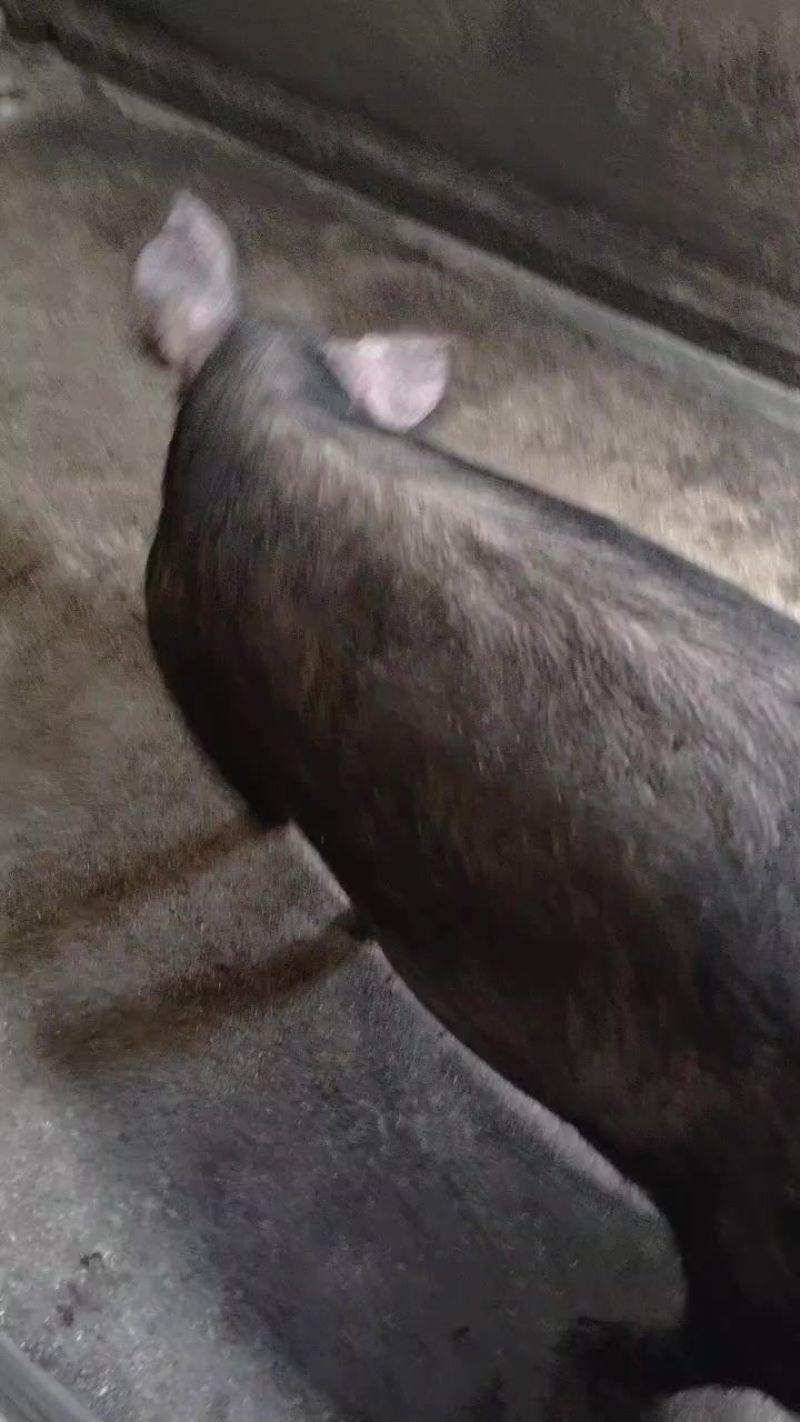 纯粮食喂养黑猪