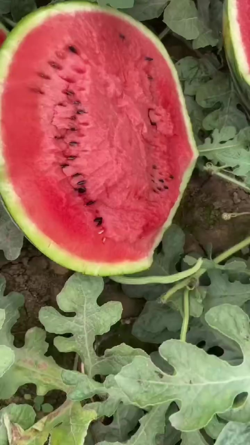 甜王