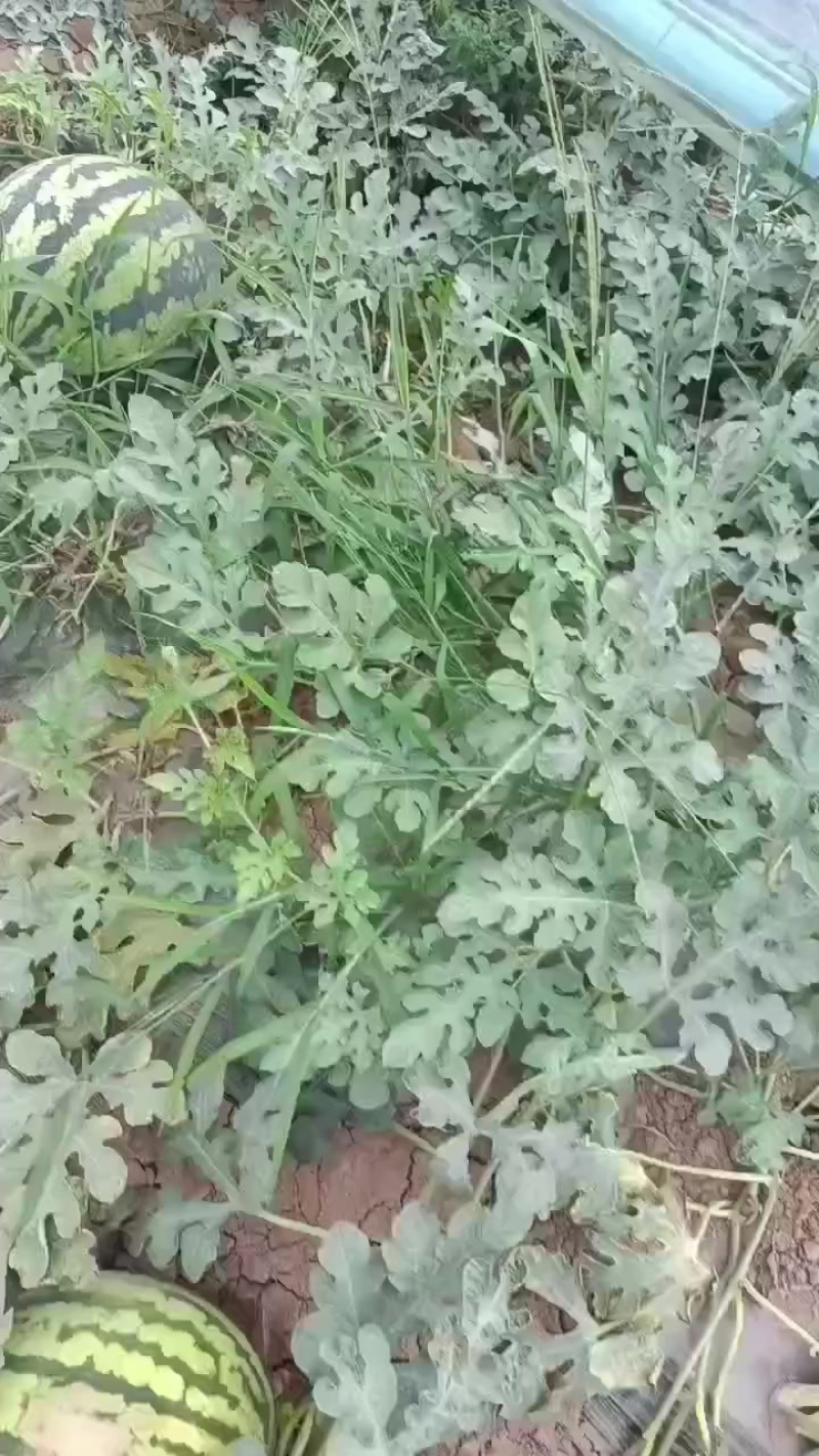 甜王