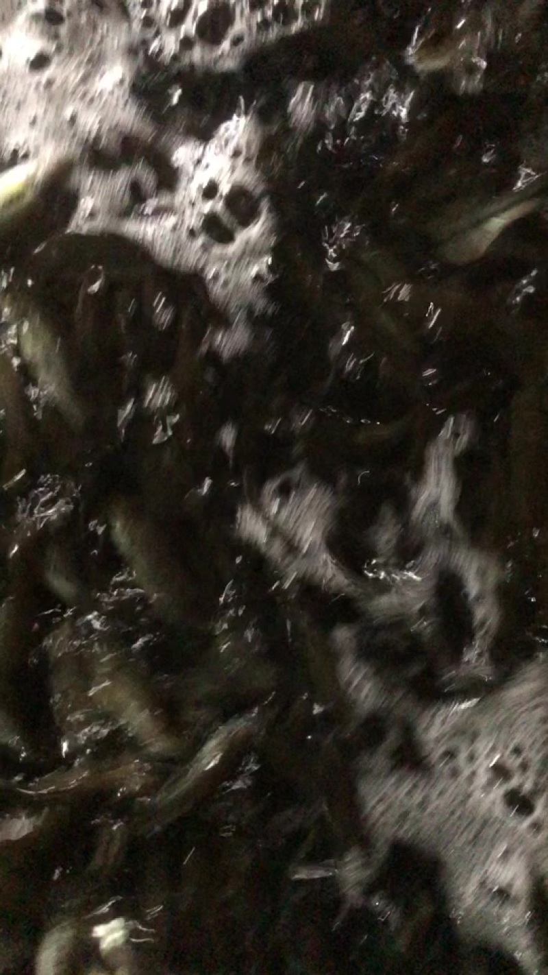 大口黑鲈