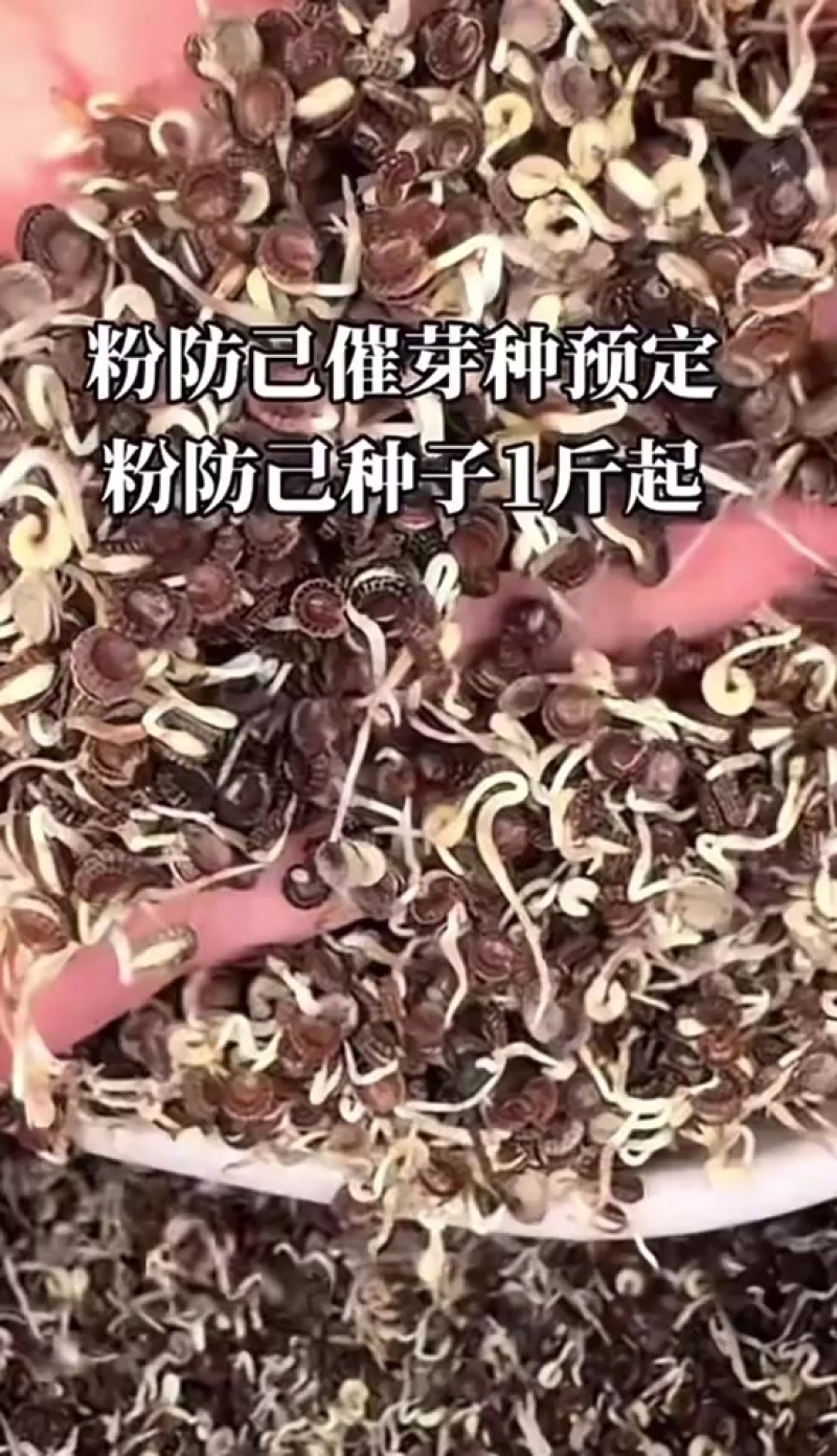 防己
