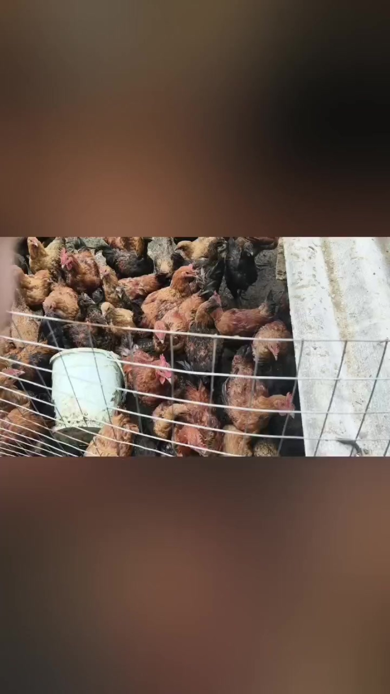 农家土鸡