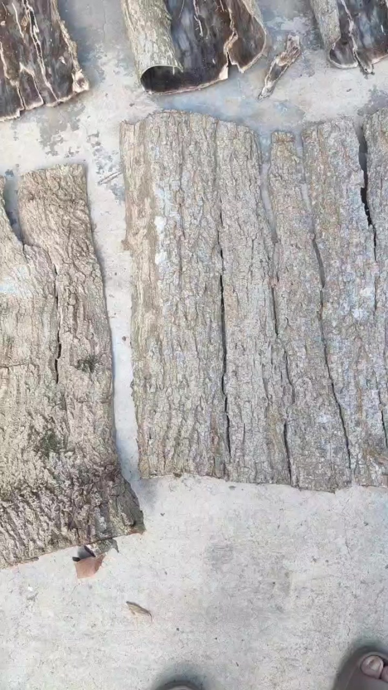 杜仲老皮
