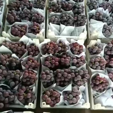 乒乓球葡萄