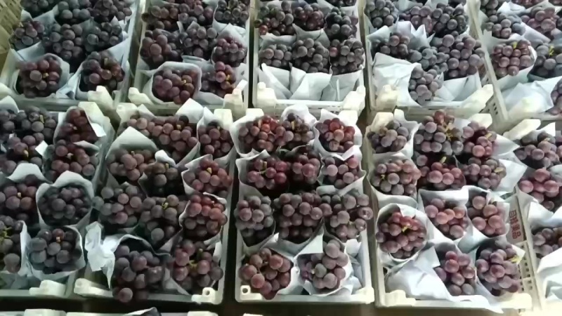 乒乓球葡萄