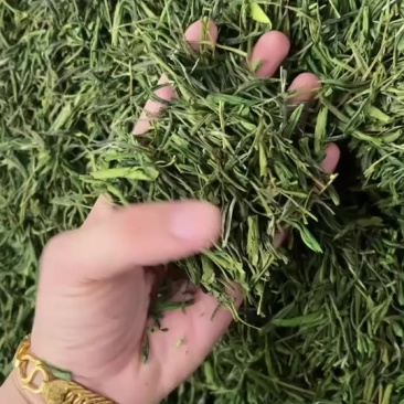 安吉白茶