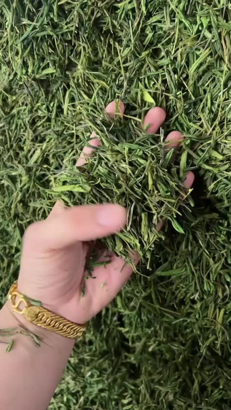 安吉白茶