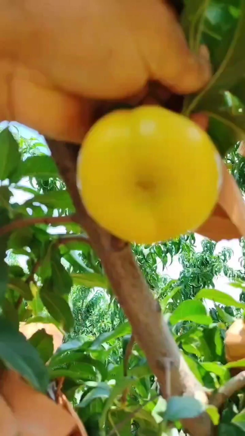 6-6油蟠桃