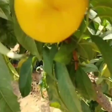 6-6油蟠桃