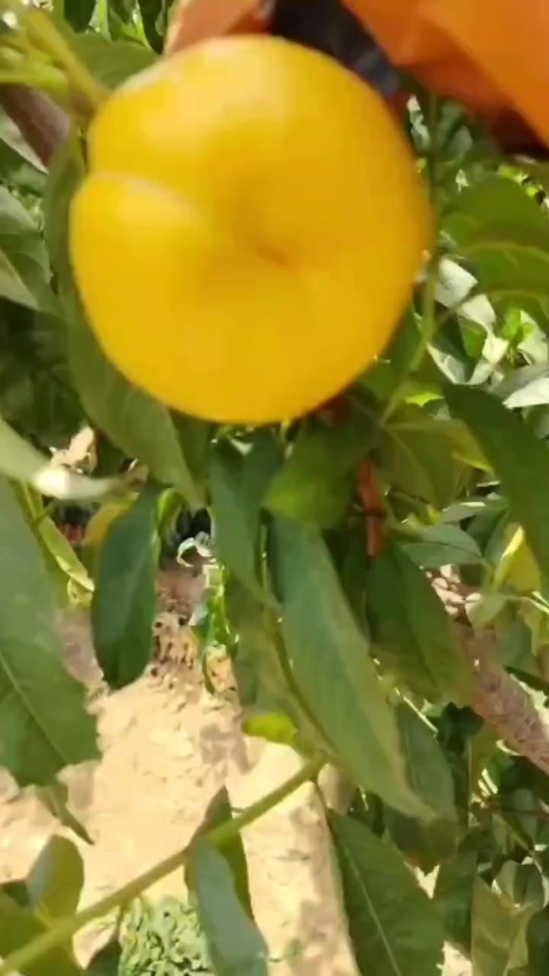 6-6油蟠桃
