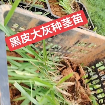 脱毒黑皮大灰种组培苗