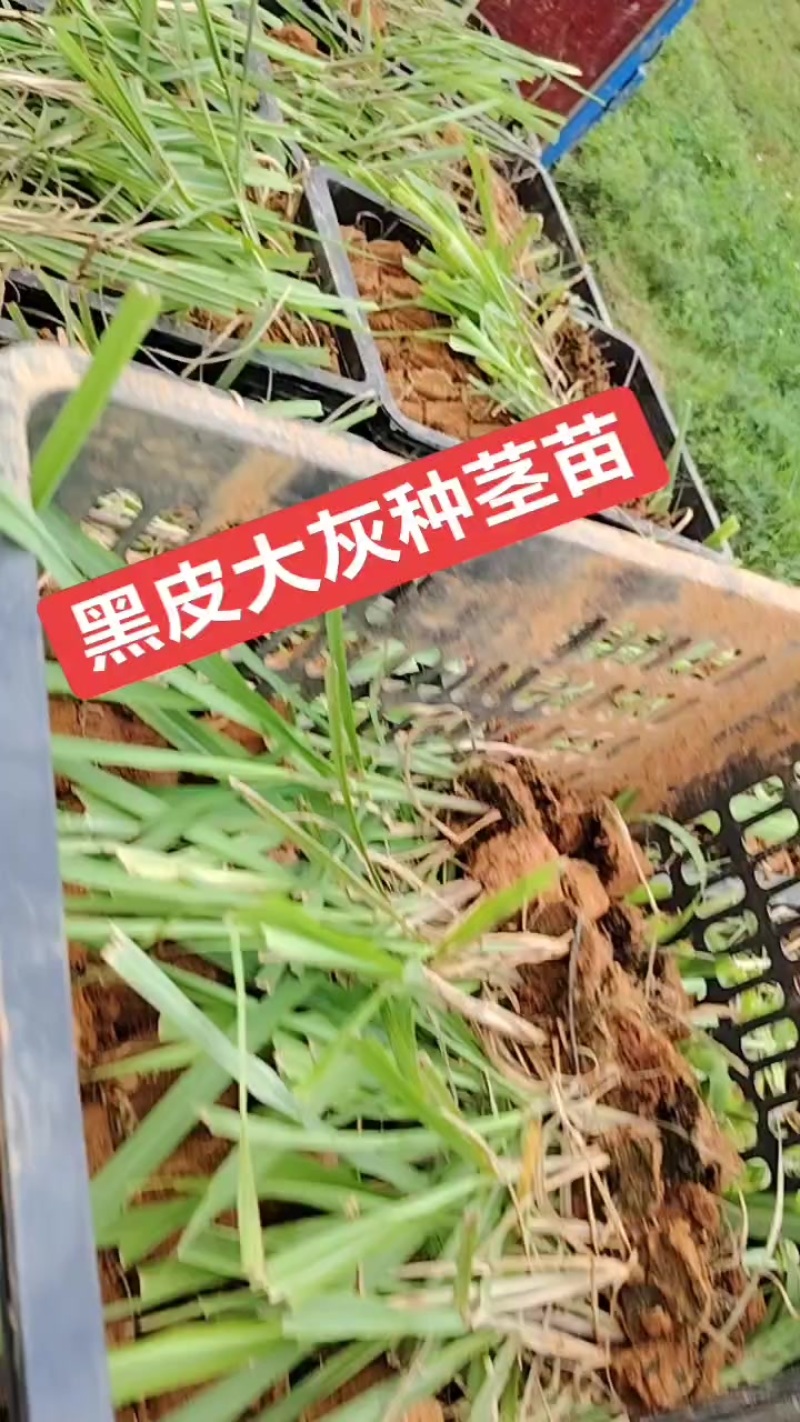 脱毒黑皮大灰种组培苗