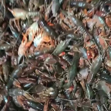 江苏小龙虾批发