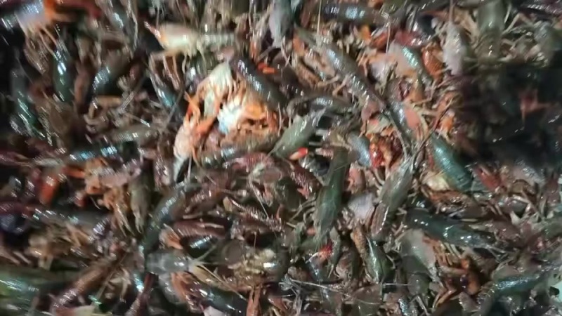 江苏小龙虾批发