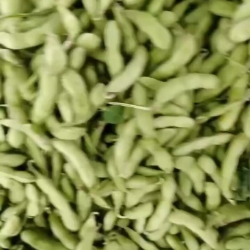 毛豆