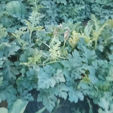 精品西瓜，欢迎定购