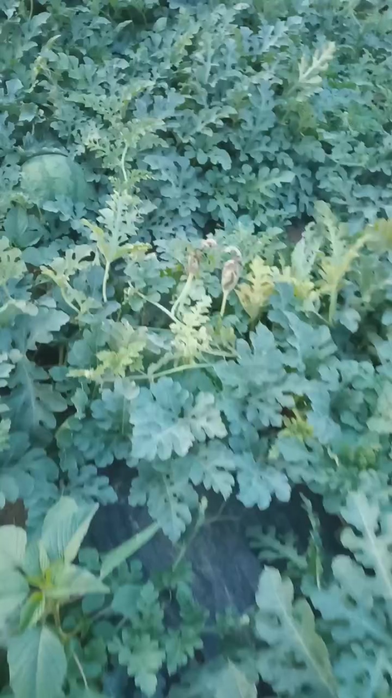 精品西瓜，欢迎定购