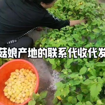 菇娘果