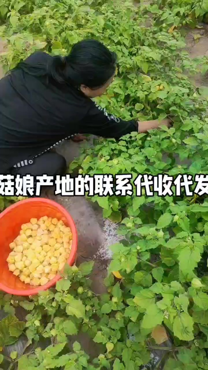 菇娘果