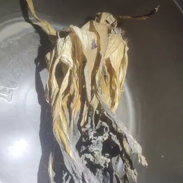 脱水白菜干