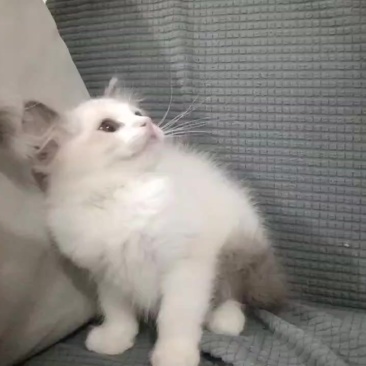 布偶小猫便宜卖自己养的生了一窝