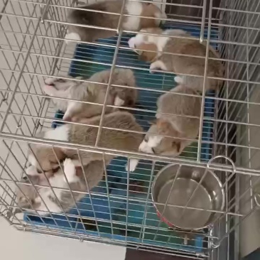 柯基犬