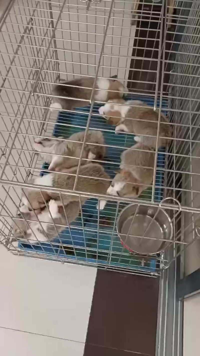 柯基犬