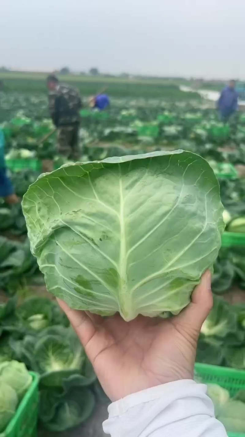 甘蓝