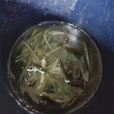 土黄鳝