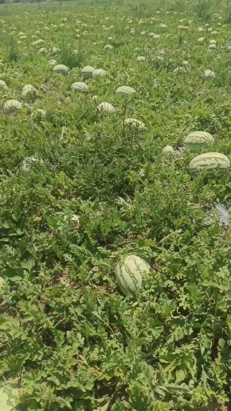 不嫁接，糖度高，千亩西瓜，即将成熟，真正的直播苗，