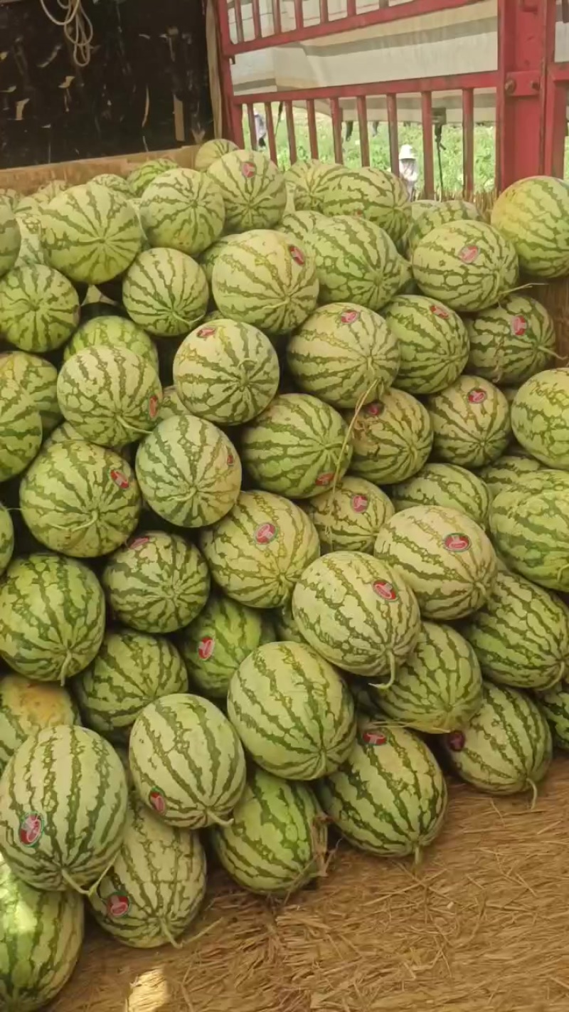 不嫁接，糖度高，千亩西瓜，即将成熟，真正的直播苗，