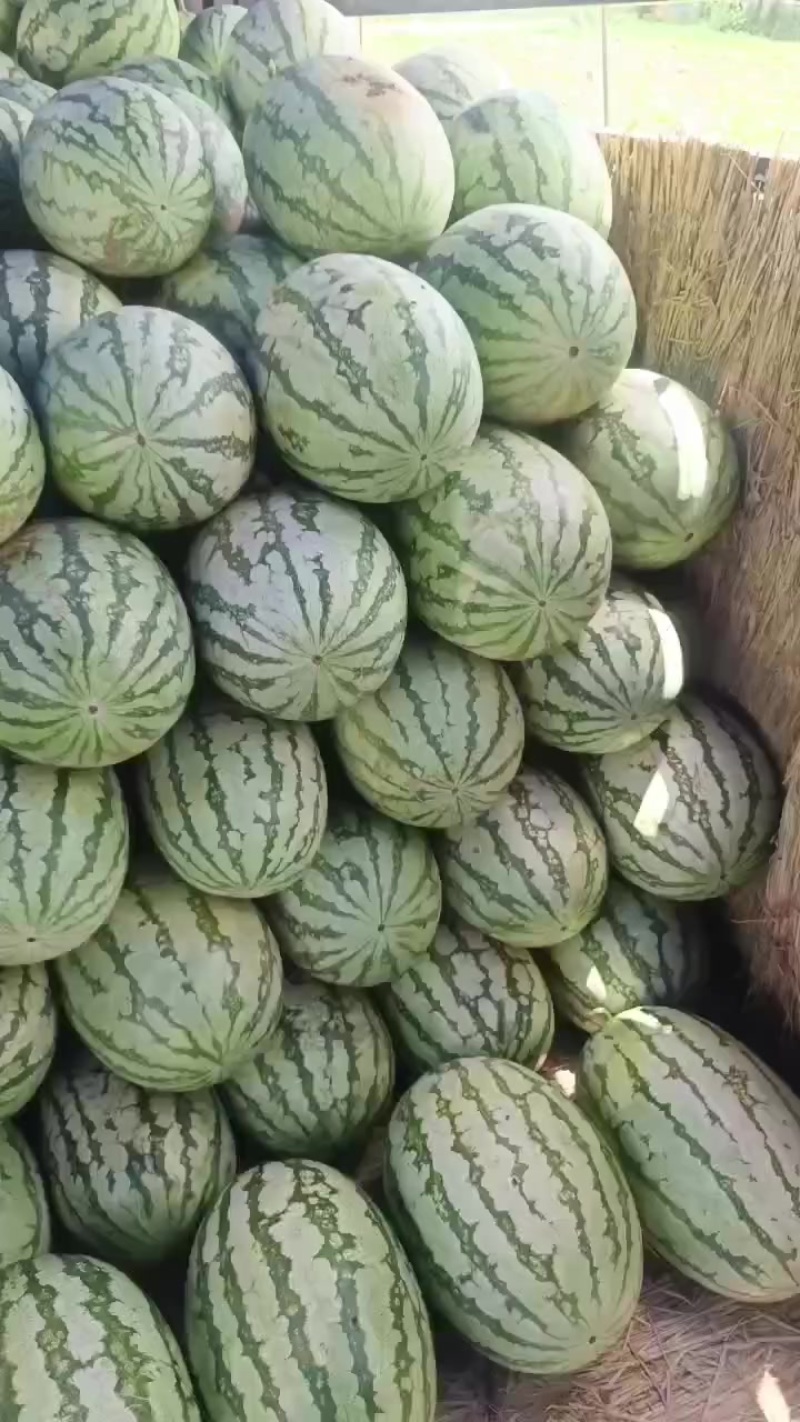 不嫁接，糖度高，千亩西瓜，即将成熟，真正的直播苗，
