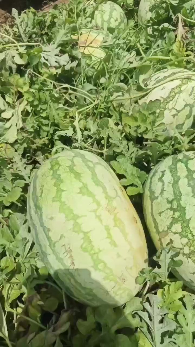 不嫁接，糖度高，千亩西瓜，即将成熟，真正的直播苗，