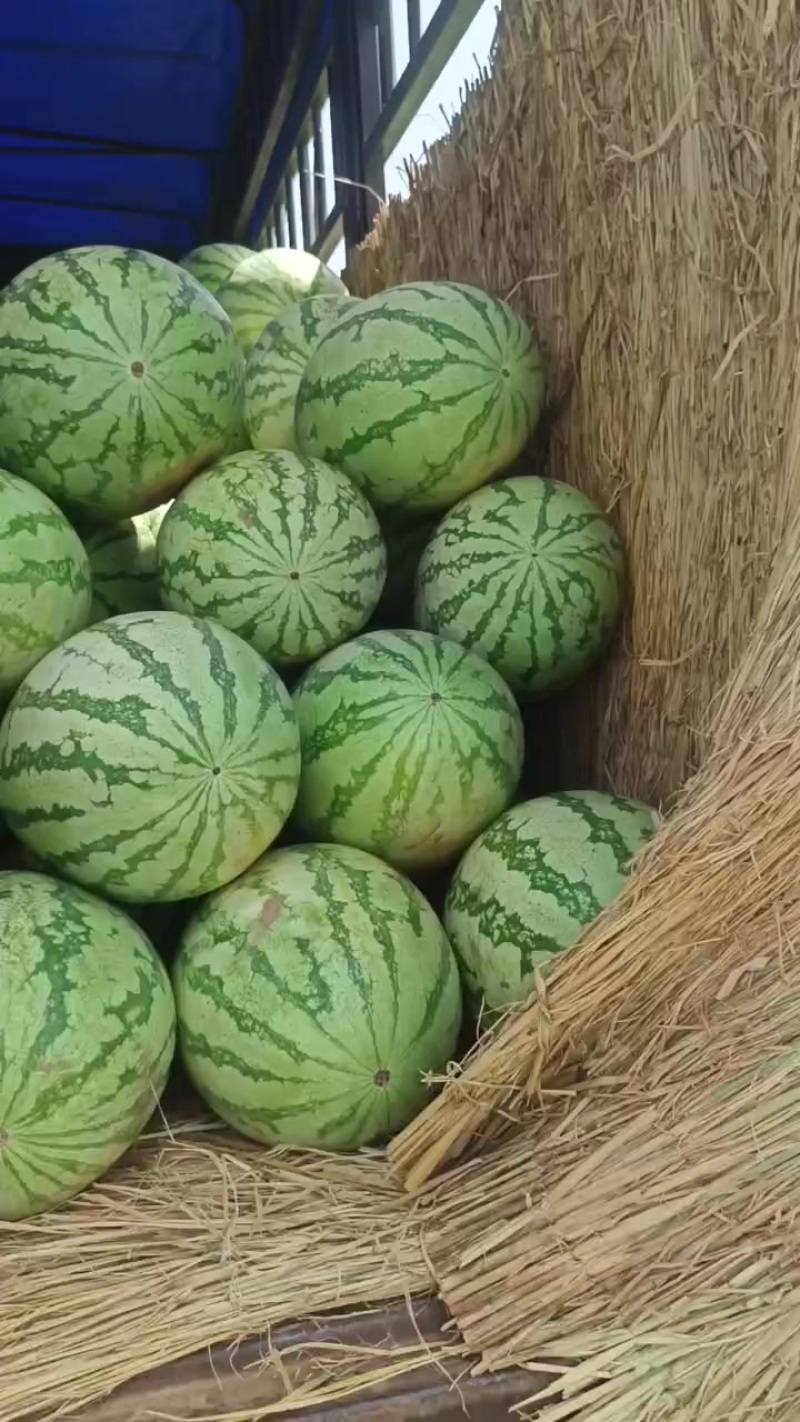 不嫁接，糖度高，千亩西瓜，即将成熟，真正的直播苗，