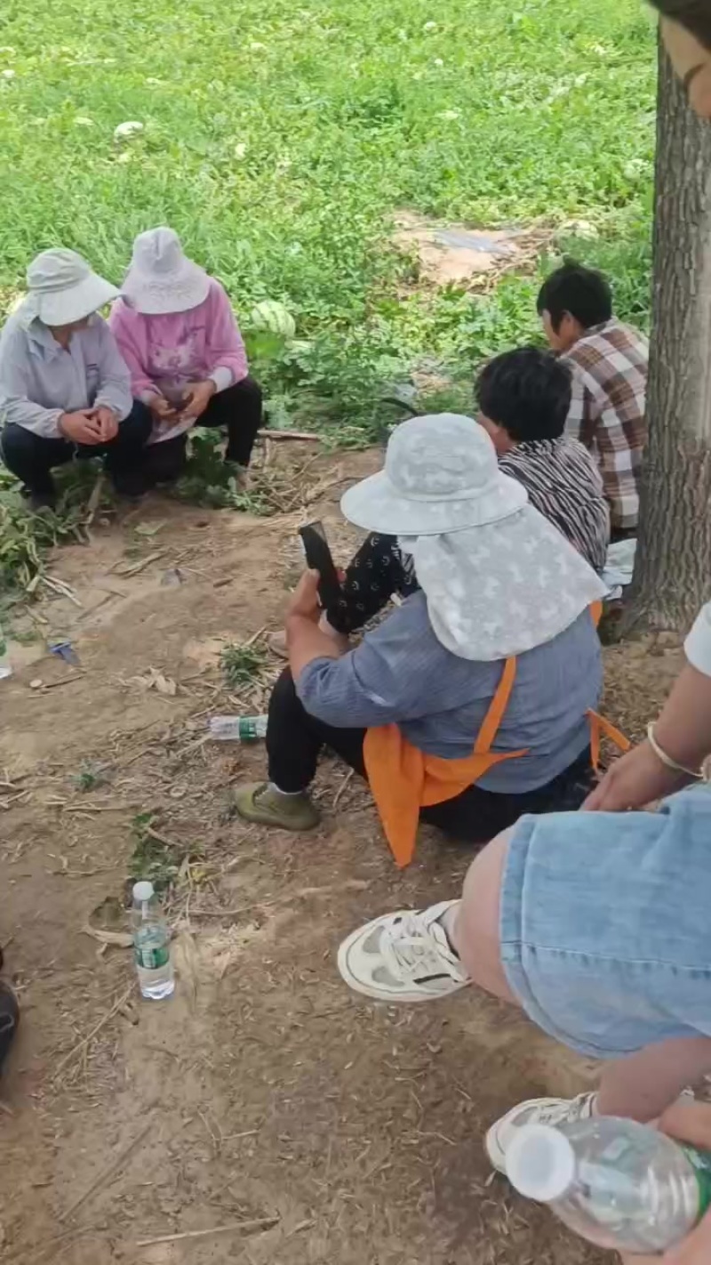 不嫁接，糖度高，千亩西瓜，即将成熟，真正的直播苗，